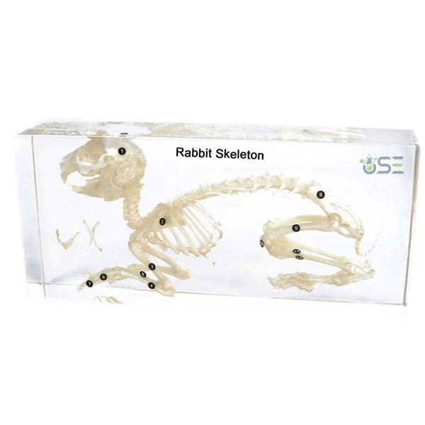 Rabbit skeleton Embedded Specimen
