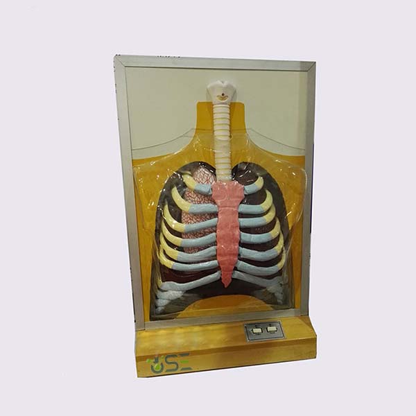 Electrical Human Respiratory Model