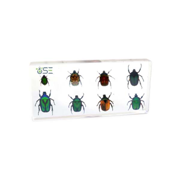 Chafer Beetle Specimen