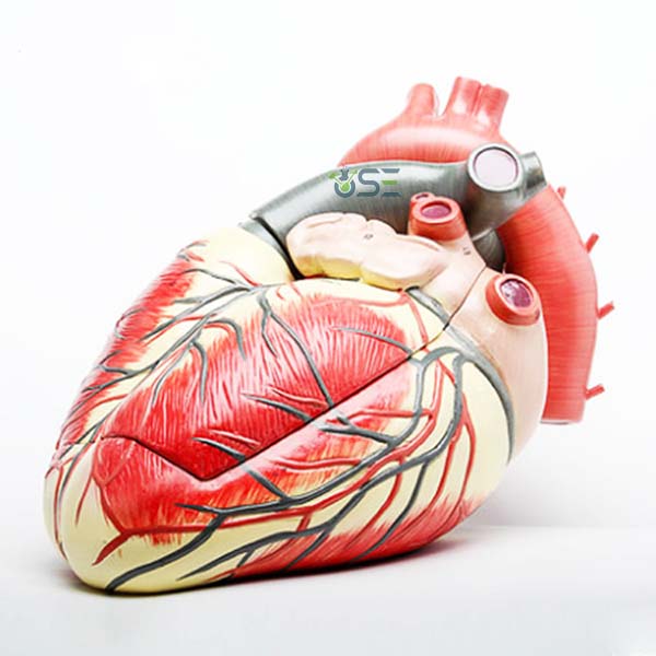 Medical Heart Model