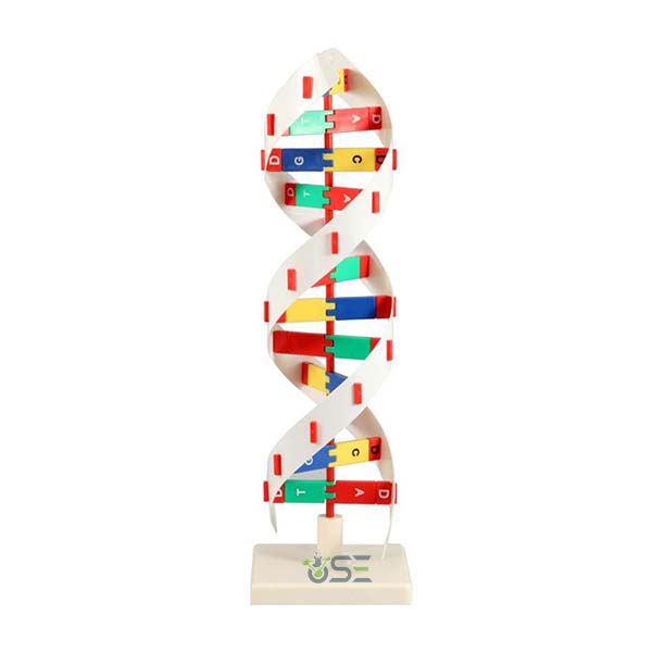 DNA Activity model