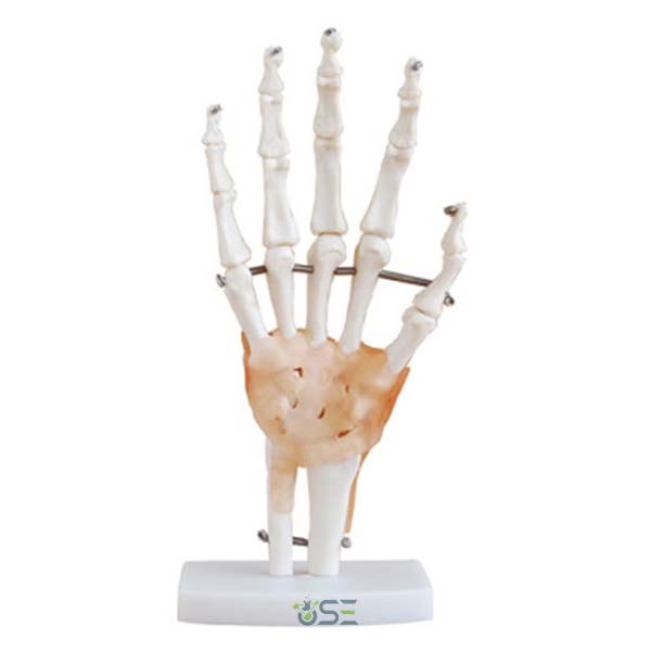 Hand And Wrist Skeleton Model
