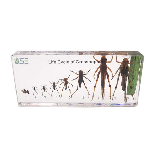 Life Cycle of Grasshopper Specimen