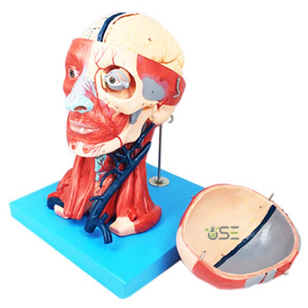Human Head With Muscle Model