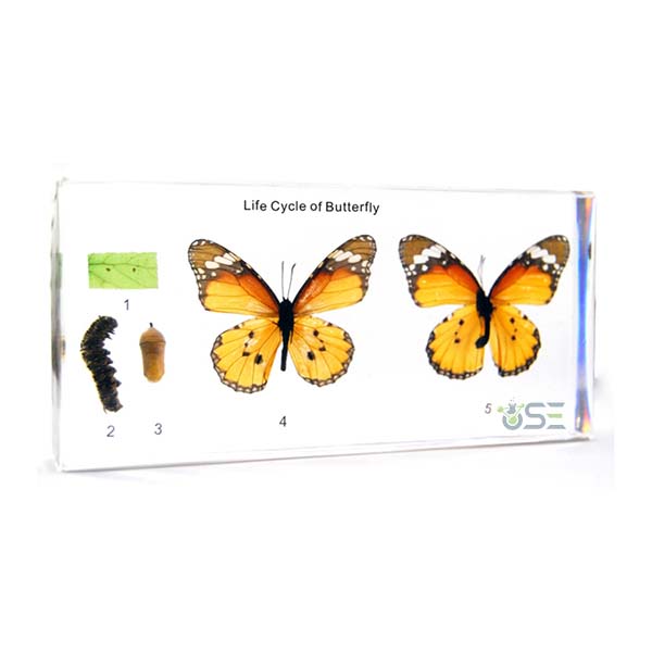 Life Cycle Of Butterfly Specimen