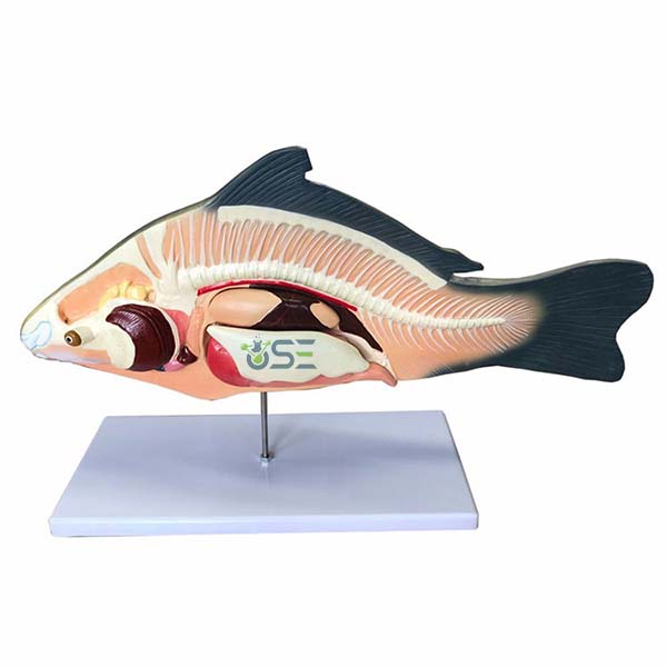 Anatomical Fish model