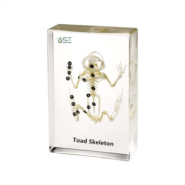 Toad Skeleton Embedded Specimen