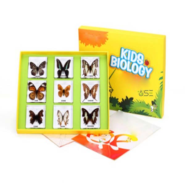 Flying Butterflies Specimen