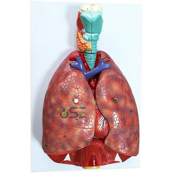 Larynx Heart And Lung Model