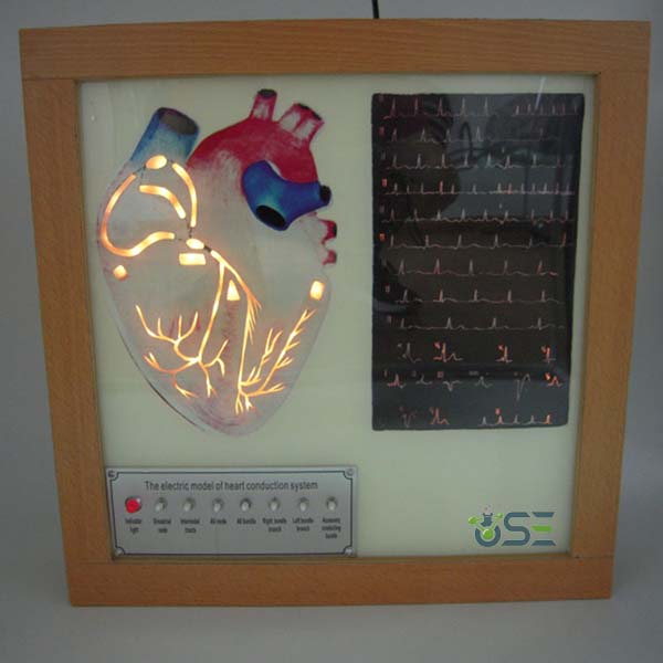 Electric The Cardiac Conduction System