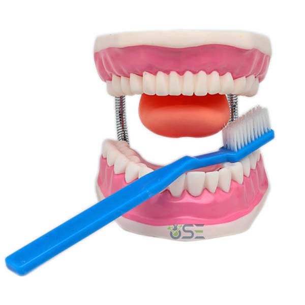 Teeth Dental Care Model
