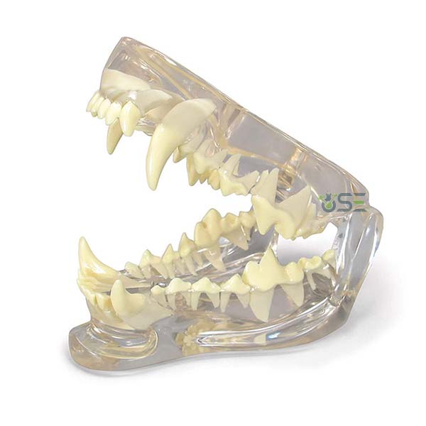 Dog Dental Teeth Model