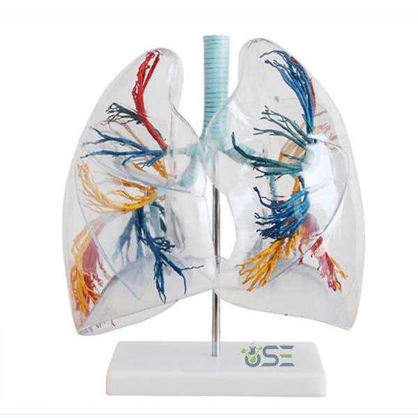 Transparent Lung model