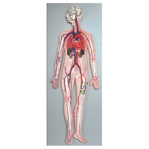 Human Blood Circulation System Model