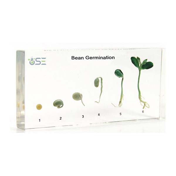 Life cycle of Bean Germination Specimen