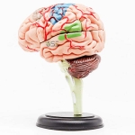 4D Master Human Brain Model