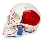 PVC Skull model with Markings