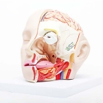 Human medical Head model