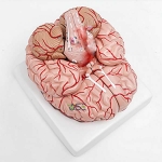 Anatomical Human Brain Model